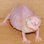 Zensunn
