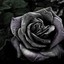 Dark Rose