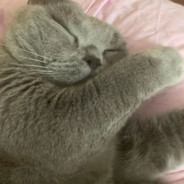 烤鱼好吃之土耳其分吃