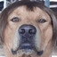 Jacool