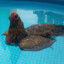Comrade Swimming Chicken