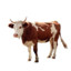 Vache