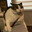 rengie393