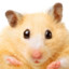 Hamster