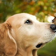 白小姐的加菲喵