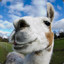 Happy_Llama