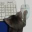 GamerCat