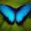 Morpho