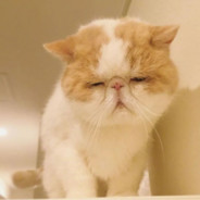队友呢，救一下啊