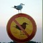 Seagull of Irony