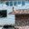 Dog on a Roof