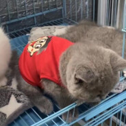 俺菜 你人腻害卜蒜本市