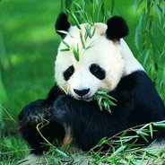 谁渴望来一场华丽的冒险