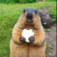 marmot
