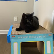 whiskers the cat avatar