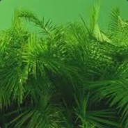 sanaa avatar