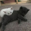 котеке