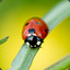 Coccinella Septempunctata