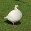 Slightly obese goose