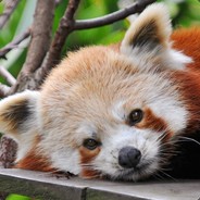 英子，开门，爹地！