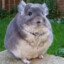 Chinchilla