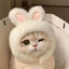♡Kitty♡
