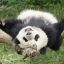 Panda Eat U