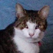 Chrikuh - steam id 76561197970945370