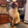 anubis