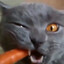 Doctor Meow