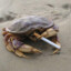 the crab