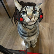 Catstream Sam