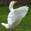 Stubborn Goose