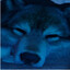 Remus the direwolf