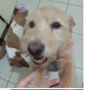 Tub4rão Linguica reborn avatar