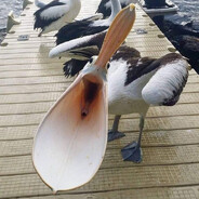 Pelican