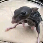 Soricelu