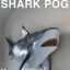 Irving Shark Pog