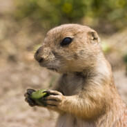 PiesekPreriowy Paweł⛟