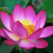 被神仙点了脑壳儿