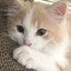 meowkee