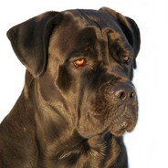 TITO