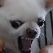 上單五虎之屯門犬霸