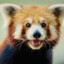 UPi7 Red Panda