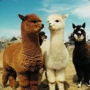 Friendly Alpacas