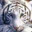 White_Tiger