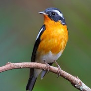 月冷黄沙鬼守尸