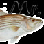 MrBarramundi