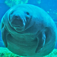 manatee enjoyer xd