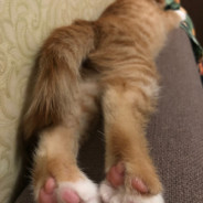 Аватар CUTE KITTY :)